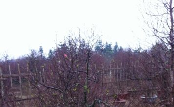 Đào phải đủ hoa, nụ, chồi, quả mới là cây đẹp