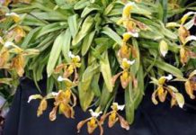 Cách chọn hoa lan - 1