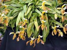 Cách chọn hoa lan - 1