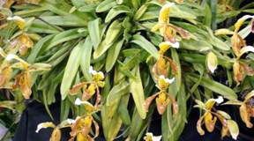 Cách chọn hoa lan - 1