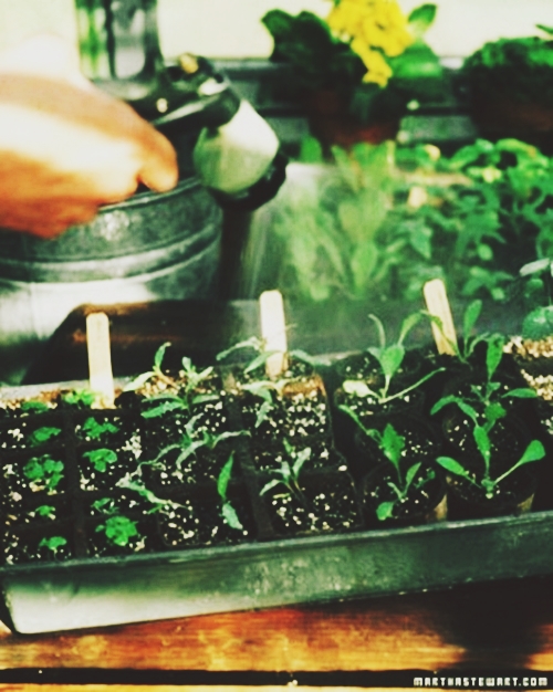 13 bước trồng rau sạch tại nhà trong khay nhỏ - 10