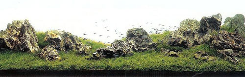 Cỏ willow được sắp xếp trong bố cục iwagumi với các tảng đá seiryu-seki. Bố cục iwagumi tạo nên ấn tượng tỉnh lặng và an bình