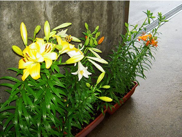 Cách trồng hoa ly trong chậu tại nhà sai hoa cực đơn giản - 8