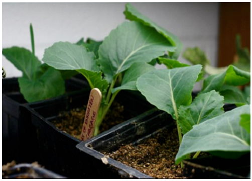 Cách trồng bắp cải xanh mướt an toàn và dễ dàng - 3