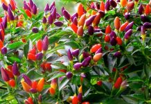 to diem nha xinh bang cach trong cay ot nhieu mau 