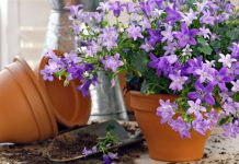 Cách trang trí nhà mùa xuân rực rỡ - 1