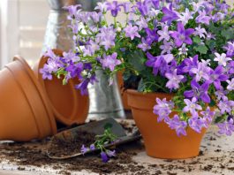 Cách trang trí nhà mùa xuân rực rỡ - 1