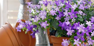 Cách trang trí nhà mùa xuân rực rỡ - 1