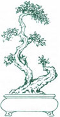 Chia sẻ một số thế bonsai đẹp từ nghệ thuật bonsai cổ Việt Nam 6
