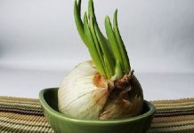 Mang màu xanh cỏ cây hoa lá vào nhà bếp Mang màu xanh cỏ cây hoa lá vào nhà bếp - 1