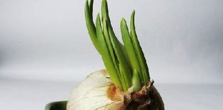 Mang màu xanh cỏ cây hoa lá vào nhà bếp  - 1