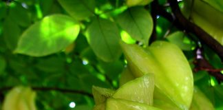 Tác dụng chữa bệnh của quả khế - 1