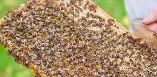 Bật mí những bài thuốc chữa bệnh cực hay từ côn trùng1