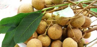 Cách chọn nhãn ngon, mọng, dày cùi ai cũng nên biết