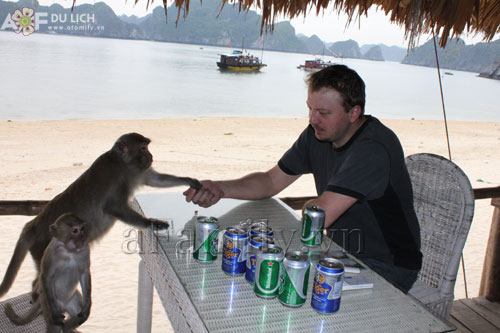 Thú vị tour du lịch uống bia... với khỉ ở Cát Bà - 9