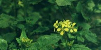 Hướng dẫn bài thuốc chữa ho do cảm lạnh cực hiệu quả - 1