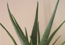 Ảnh: drray.blogspot.com. Chắc hẳn bạn đã biết rõ về loại cây này vì đây là một loại thảo dược phổ biến và rất nhiều loại mỹ phẩm hay dược phẩm có thành phần chiết xuất từ Lô Hội. Đây là loại cây mọng nước có lá nhọn và dài. Có loại Lô Hội có thể mọc cao đến xấp xỉ 1 mét, nhưng có một số giống Lô Hội nhỏ hơn có thể sinh trưởng tốt trong không gian nhỏ và có ánh sáng mặt trời. Tuy nhiên, nếu nhà bạn có trẻ nhỏ hoặc vật nuôi thì cần đề phòng cảnh giác vì một số cây có thể có độc.