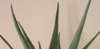 Ảnh: drray.blogspot.com. Chắc hẳn bạn đã biết rõ về loại cây này vì đây là một loại thảo dược phổ biến và rất nhiều loại mỹ phẩm hay dược phẩm có thành phần chiết xuất từ Lô Hội. Đây là loại cây mọng nước có lá nhọn và dài. Có loại Lô Hội có thể mọc cao đến xấp xỉ 1 mét, nhưng có một số giống Lô Hội nhỏ hơn có thể sinh trưởng tốt trong không gian nhỏ và có ánh sáng mặt trời. Tuy nhiên, nếu nhà bạn có trẻ nhỏ hoặc vật nuôi thì cần đề phòng cảnh giác vì một số cây có thể có độc.