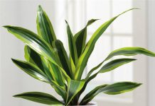 9 loại cây cảnh hút khí độc cực tốt - 2