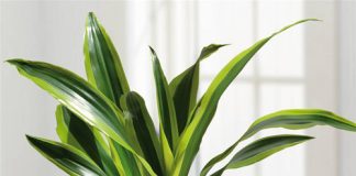 9 loại cây cảnh hút khí độc cực tốt - 2