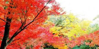 9 địa điểm lí tưởng ngắm cảnh lá vàng - 1