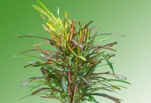 Cách ghép cây hoa lá màu Cây lá màu