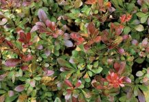 Những sai lầm ngớ ngẩn 