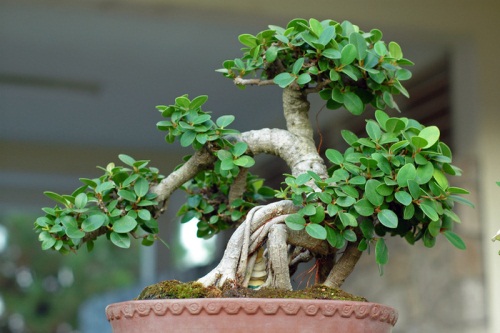 Cách chăm sóc cây bonsai trong nhà để giữ dáng cho cây 3