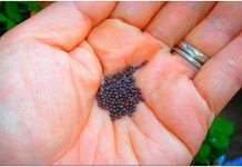 Trồng củ cải trắng ngon ngọt cho bữa cơm gia đình - 1