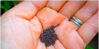 Trồng củ cải trắng ngon ngọt cho bữa cơm gia đình - 1