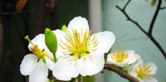 Tác dụng chữa bệnh kỳ diệu của hoa mai trắng - 1