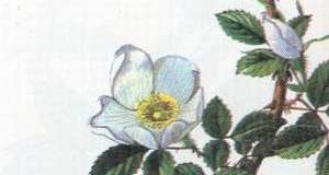 Hướng dẫn bài thuốc từ cây kim anh tử - 1