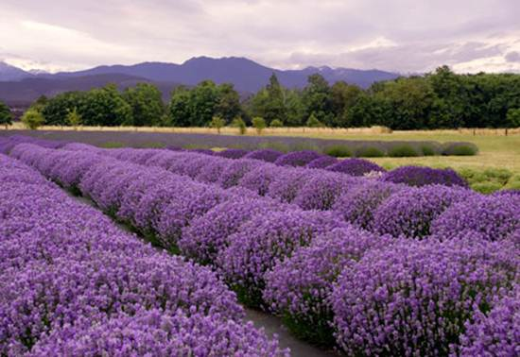Nước Pháp tháng 6 – rợp trời lavender