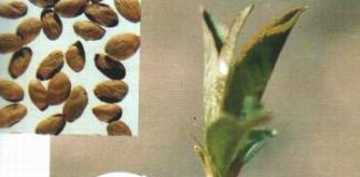 7 bài thuốc phòng chống u xơ tử cung