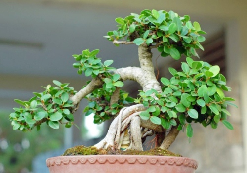 Chia sẻ một số thế bonsai đẹp từ nghệ thuật bonsai cổ Việt Nam
