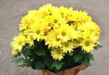 Kinh nghiệm chọn cây cảnh khai vận cho năm mới  - 1