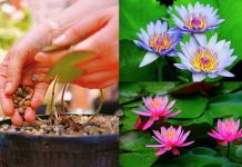 Cách trồng hoa súng trong chậu đơn giản, đẹp ngỡ ngàng