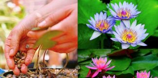 Cách trồng hoa súng trong chậu đơn giản, đẹp ngỡ ngàng