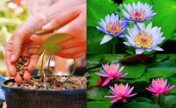 Cách trồng hoa súng trong chậu đơn giản, đẹp ngỡ ngàng