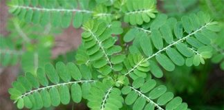 Hiểm họa từ việc sử dụng cây chó đẻ thiếu hiểu biết1