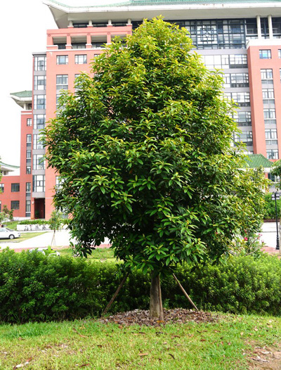 Tìm hiểu về cây vàng tâm - loại cây thay cho 6.700 cây xanh ở Hà Nội - 3