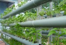 Cách trồng rau thủy canh vừa sạch vừa tiết kiệm tại nhà