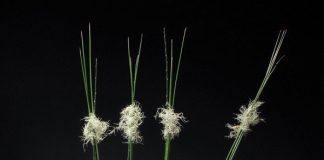 3-mon-do-noi-that-don-gian-sang-trong-cho-nha-dep-lamsao.com-5