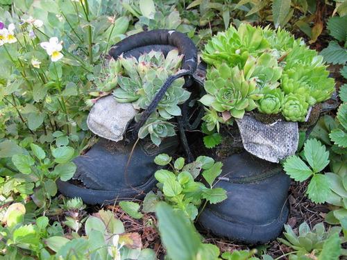Cách tận dụng giày cũ để... trồng hoa - 20