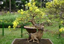 Kinh nghiệm chọn mai thế chơi Tết 1