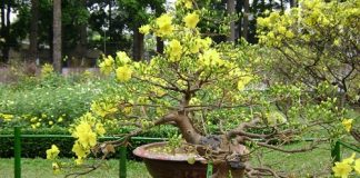 Kinh nghiệm chọn mai thế chơi Tết 1