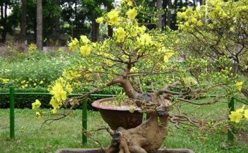 Kinh nghiệm chọn mai thế chơi Tết 1