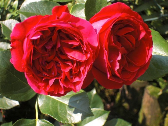 Giống hoa hồng ngoại đẹp mê li khiến ai cũng mê mẩn 12