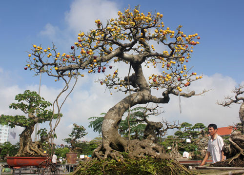 Cách tạo rễ cho Bonsai và cây kiểng đẹp mê li 1
