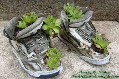 Cách tận dụng giày cũ để... trồng hoa - 27